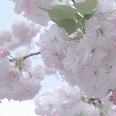 Furry插画风格灵感Furry群